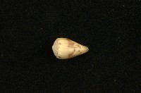 藏品(花環芋螺)的圖片